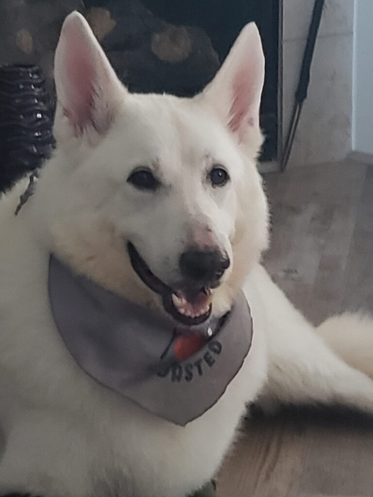 A white German Shepherd wearing a grey bandana