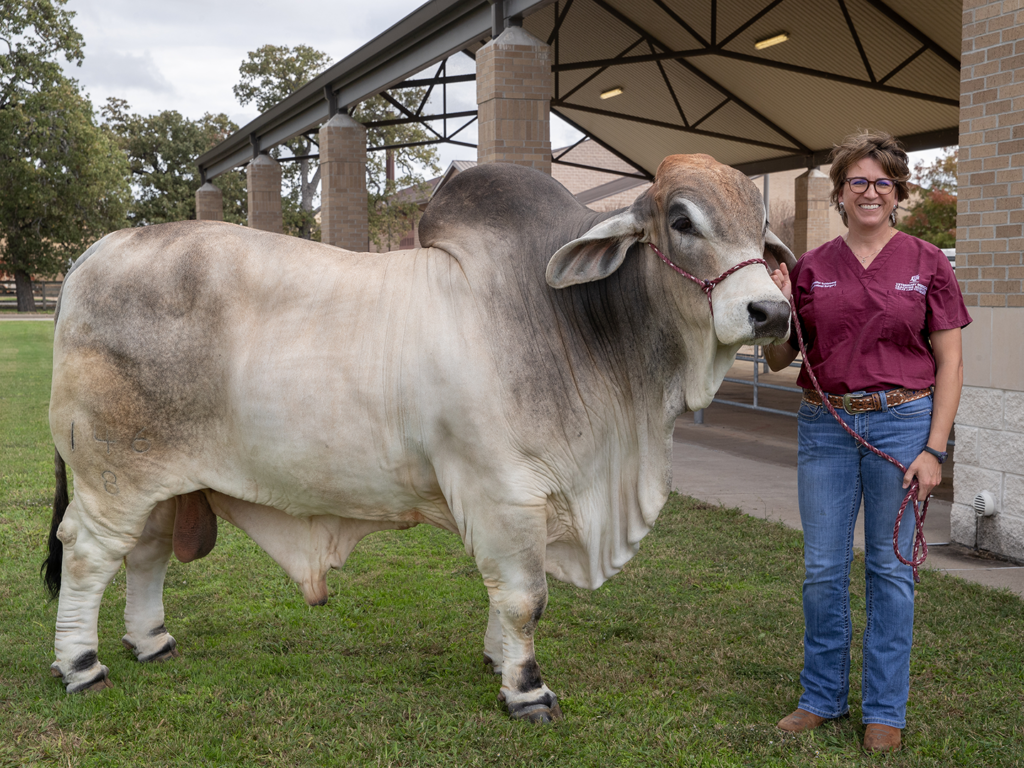 Dr. Jennifer Schleining with a bull