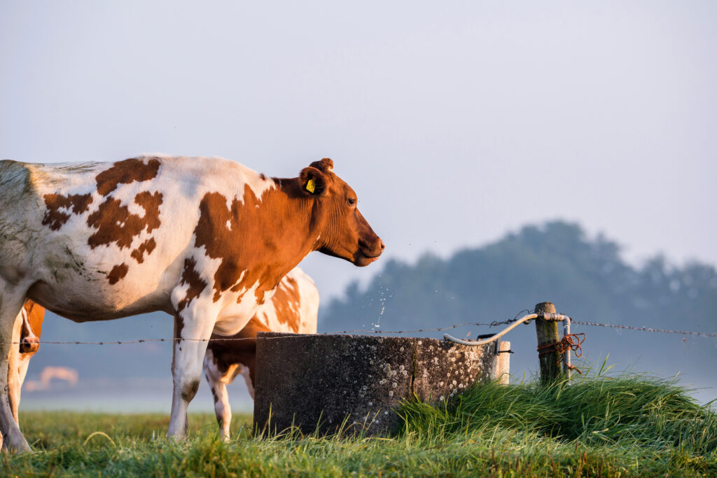 Cow drinking from water trough at dawn.