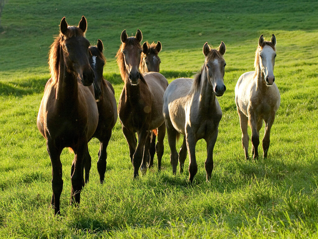 six brown horses in a field