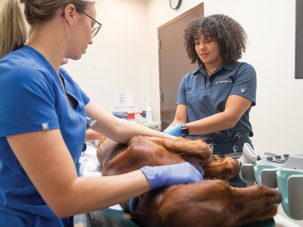 A technician helps hold a dog so Coy can perform an ultrasound