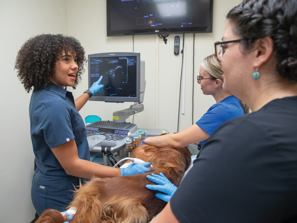 Coy points to an object on a screen while performing an ultrasound on a dog