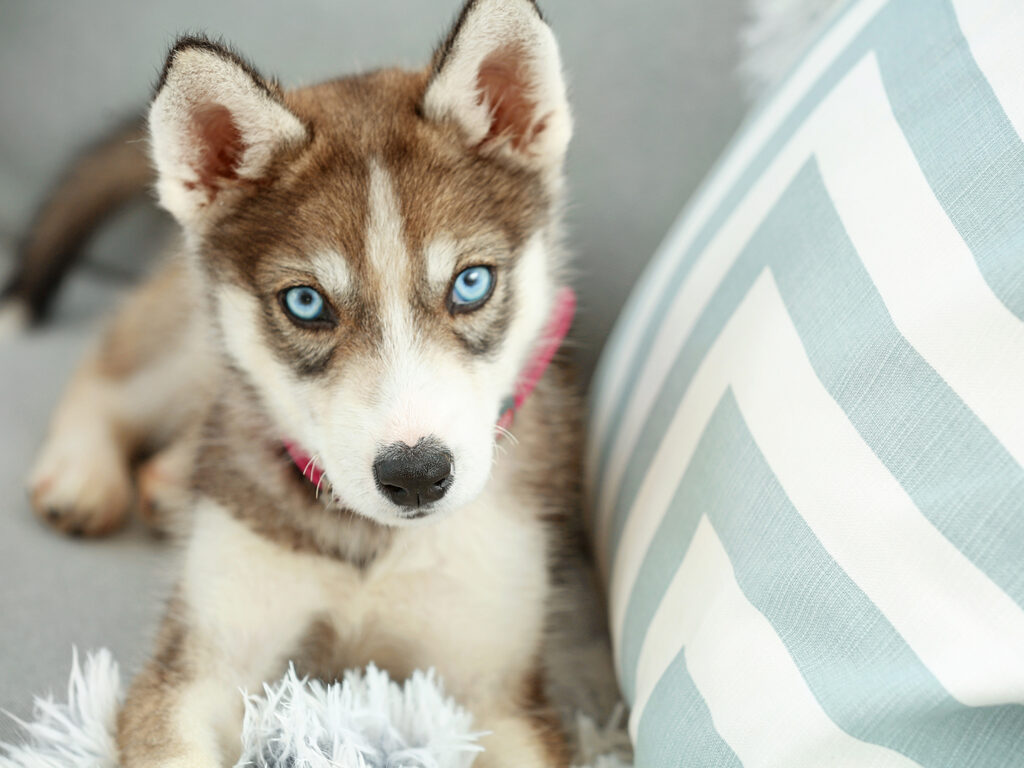 A husky puppy laying on a couch next to a blue and white striped pillow