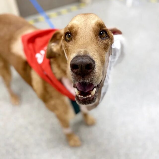 Texas A M Treats Dog With Massive Salivary Gland Tumor
