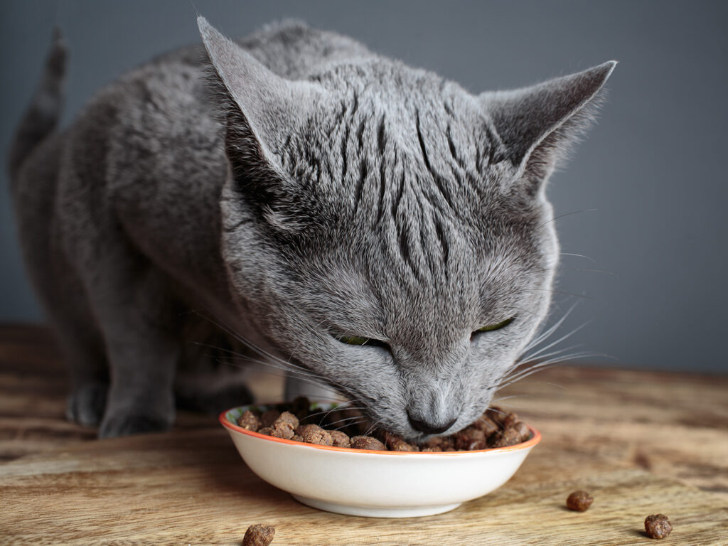 A grey cat eating food out of a bowl