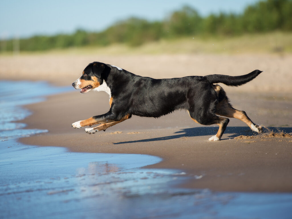 A black, brown, and white dog running toward the water on a beach