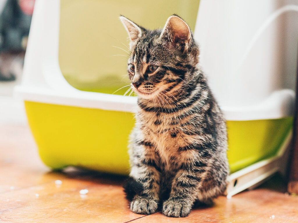 A small tabby kitten sitting in front of a green and white litterbox