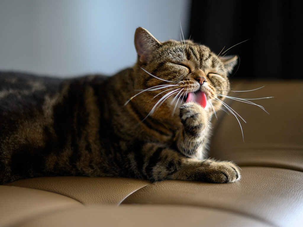 Brown tabby cat licking its front paw