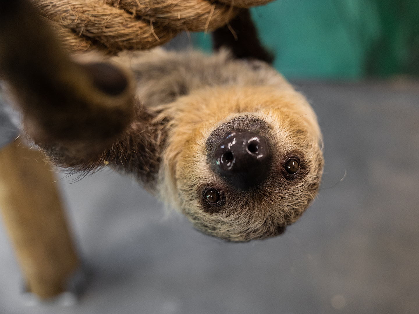 A sloth hanging upside down