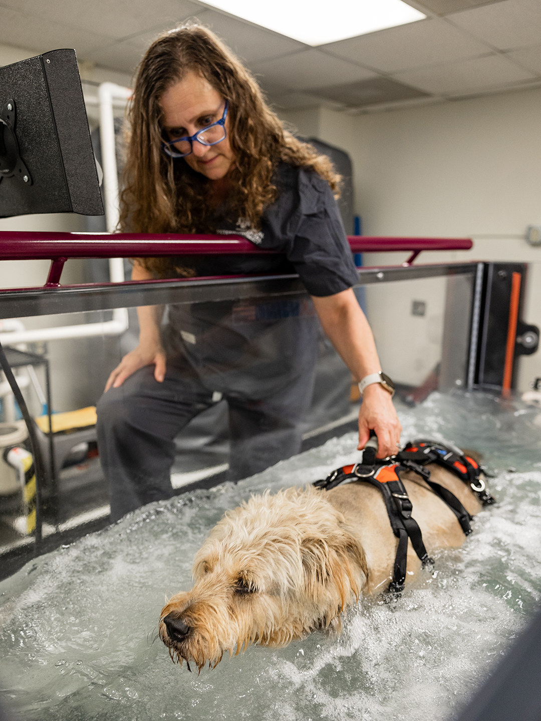Scout walking in the underwater treadmill, being held up by veterinary technician Sherri Jerzyk 