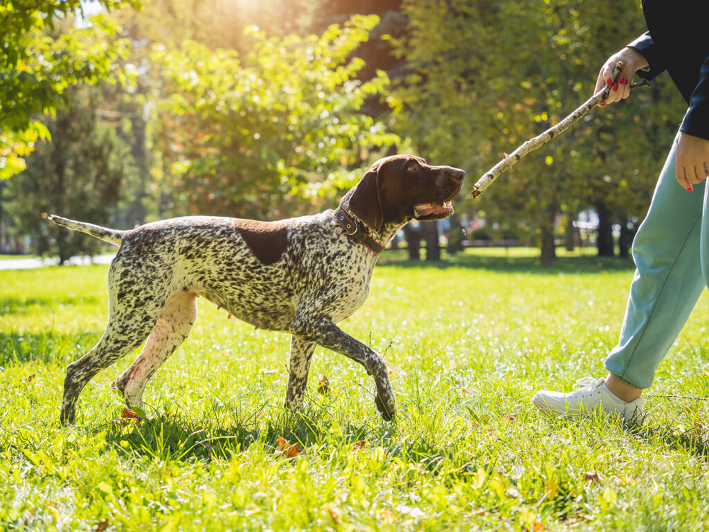 A pointer dog being offered a stick in the park