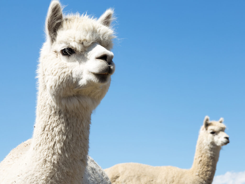 Two white alpacas in front of a bright blue sky