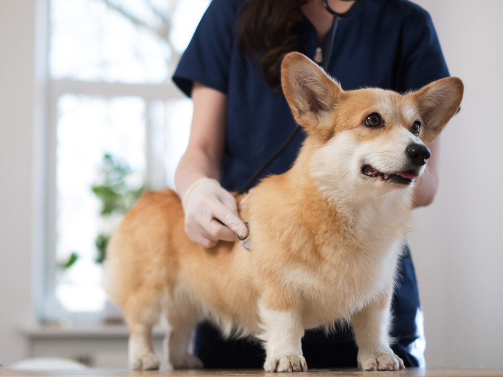 A corgi at the vet with a veterinarian listening to its heartbeat