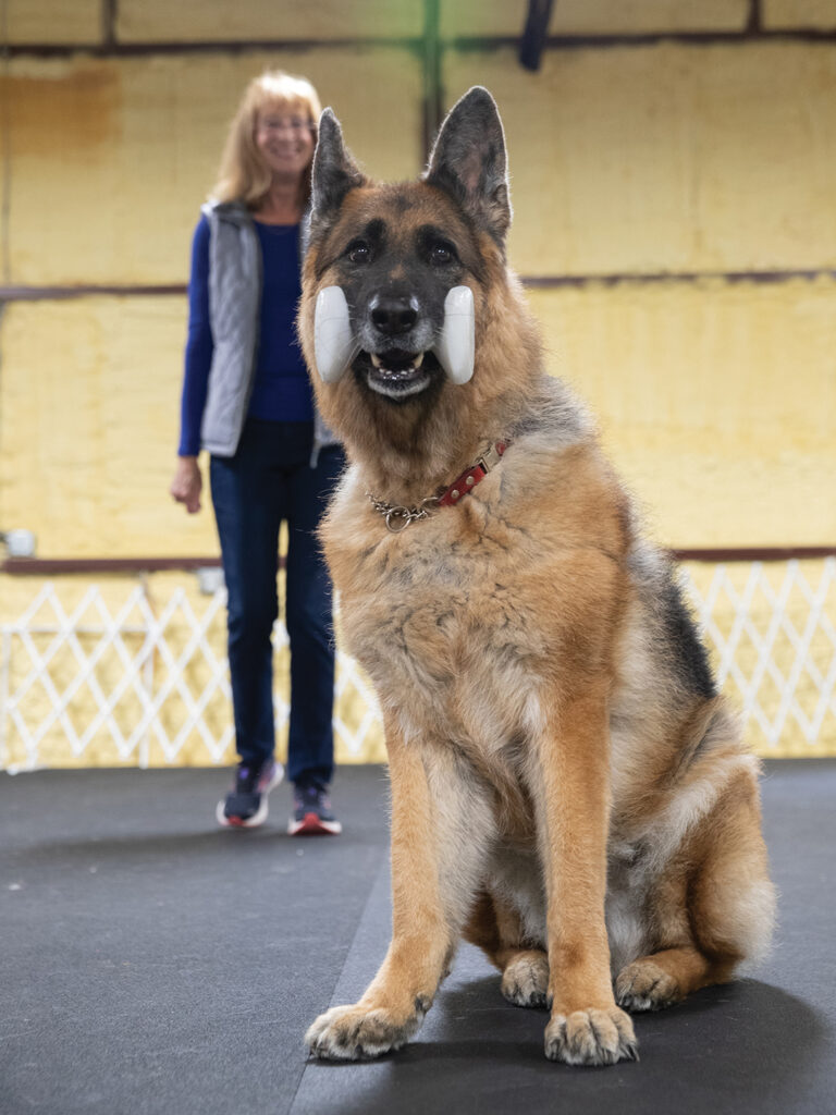 A German Shepherd holding a toy in its mouth, with Susan Fontaine standing in the background