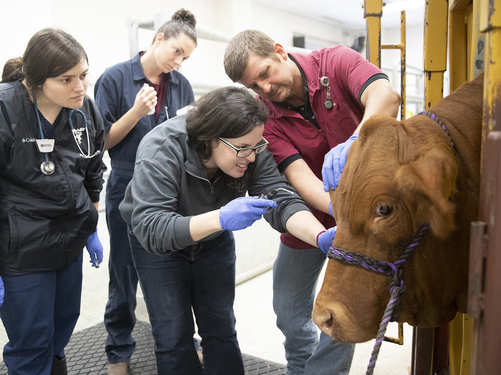 Dr. Washburn teaches students how to examine a cow's eye