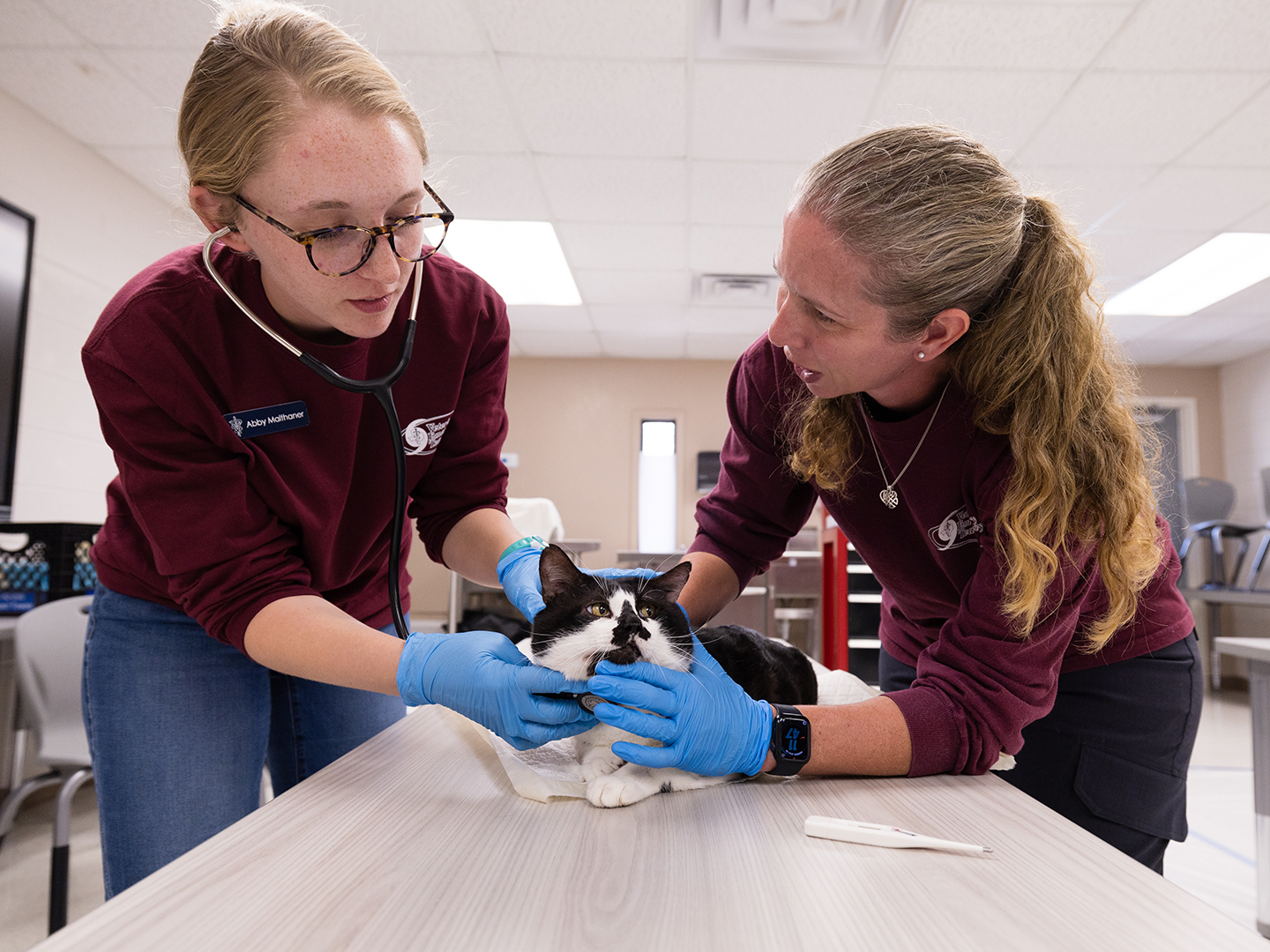 A VET member and a veterinary student give a cat a physical examination