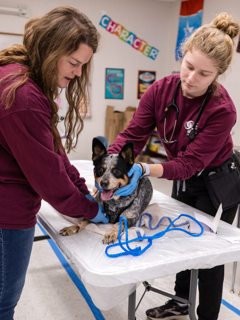 Two VET members give a dog a physical examination