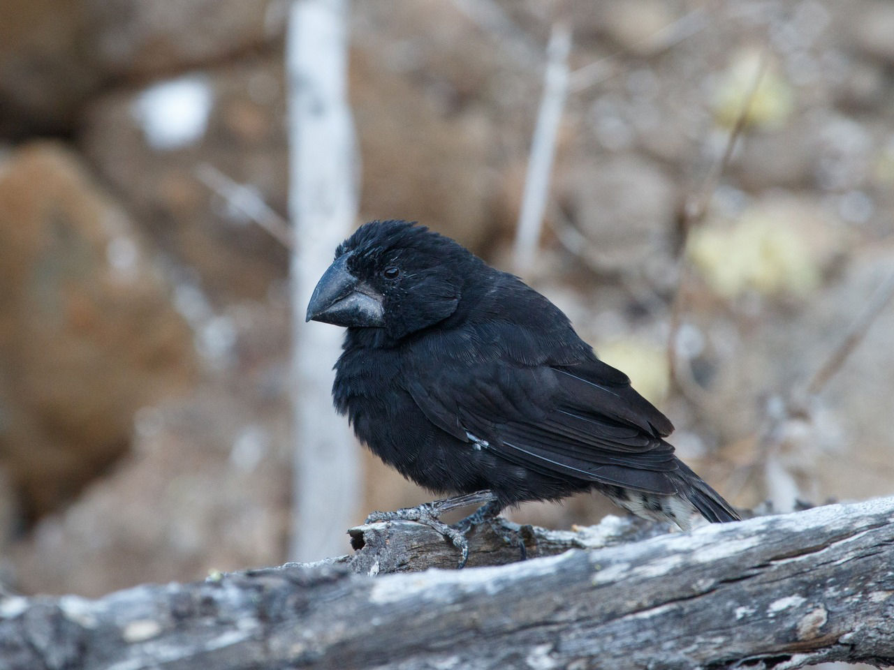 A large, black finch with a big beak sits on a log.
