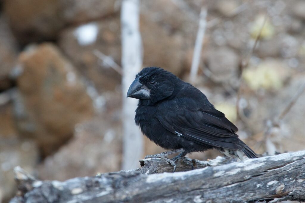 A large, black finch with a big beak sits on a log.