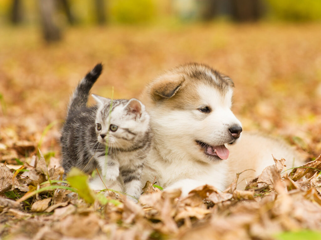 Scottish cat and alaskan malamute puppy dog together in autumn park.