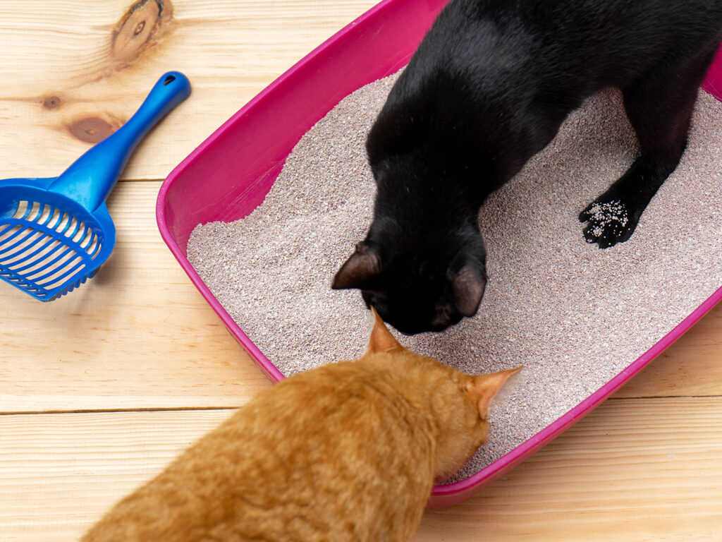 A black and orange cat digging around in a pink litter box