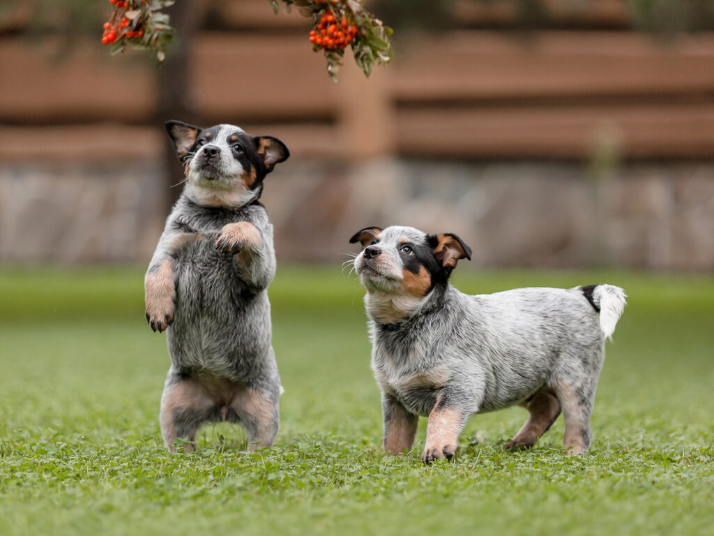 Two puppies playing outside