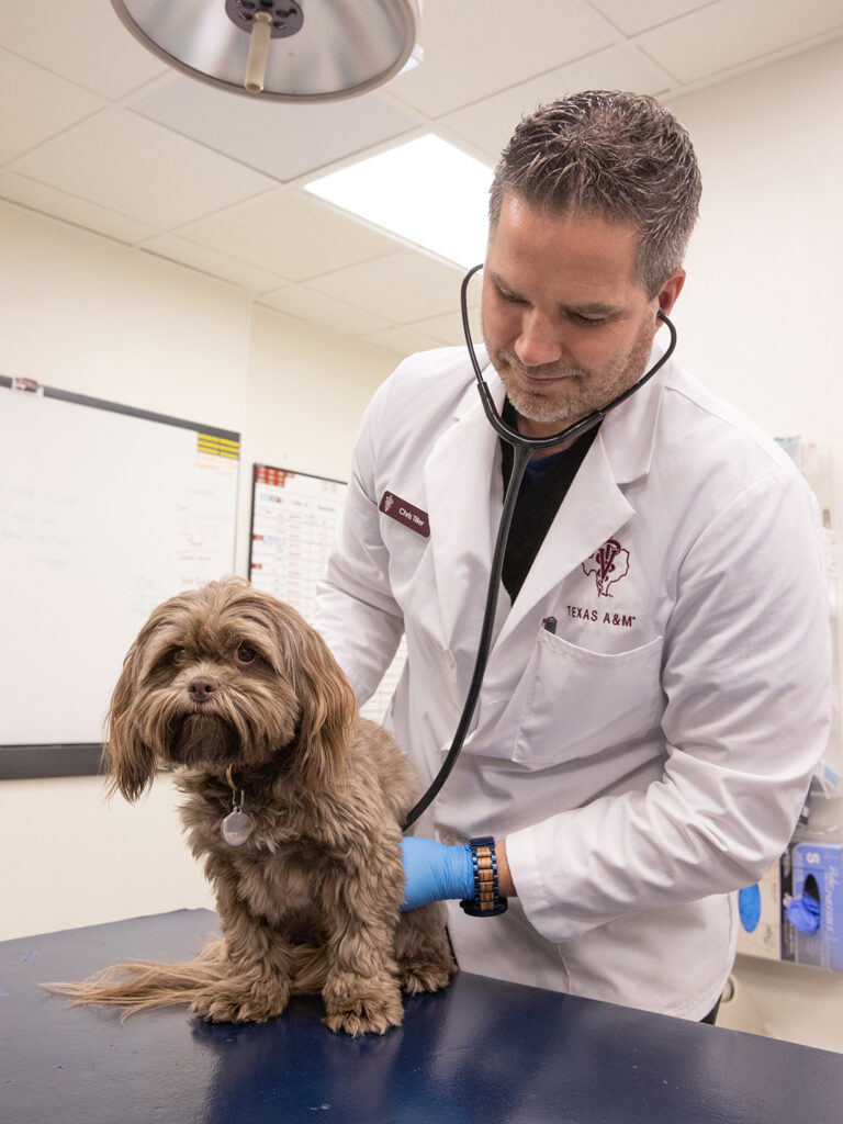 A veterinary student wearing a white coat listens to a small brown dog's heartbeat