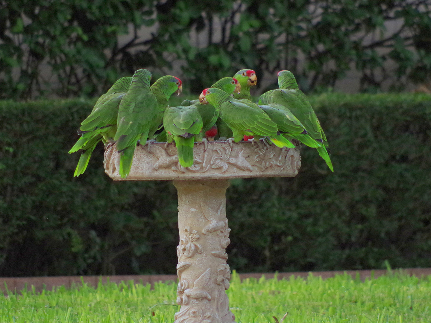 A group of red-crowned parrots sitting on a bird bath