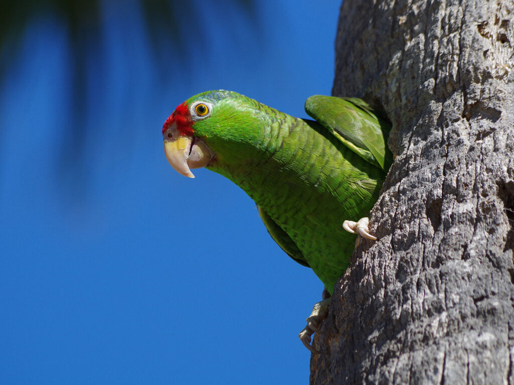 A red-crowned parrot peeking out of a hole in a tree