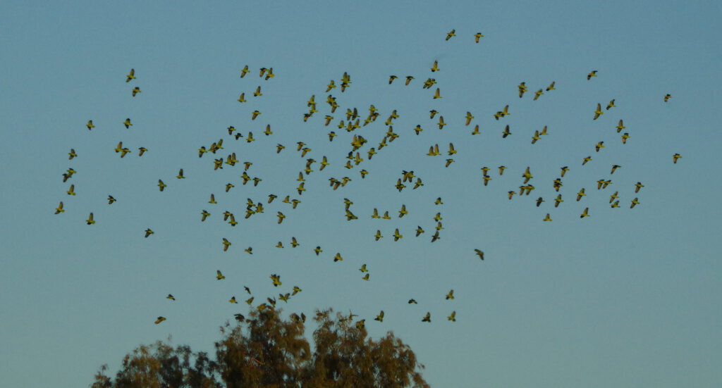 A flock of red-crowned parrots flying in the sky