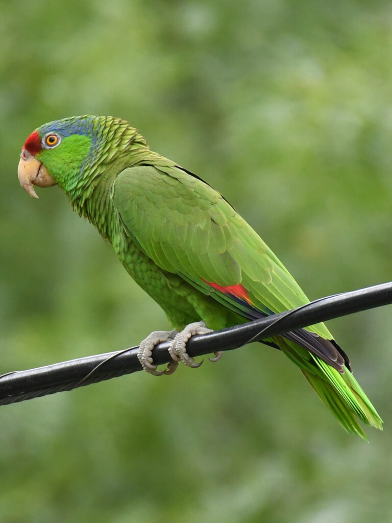 A red-crowned parrots standing on a black phone wire