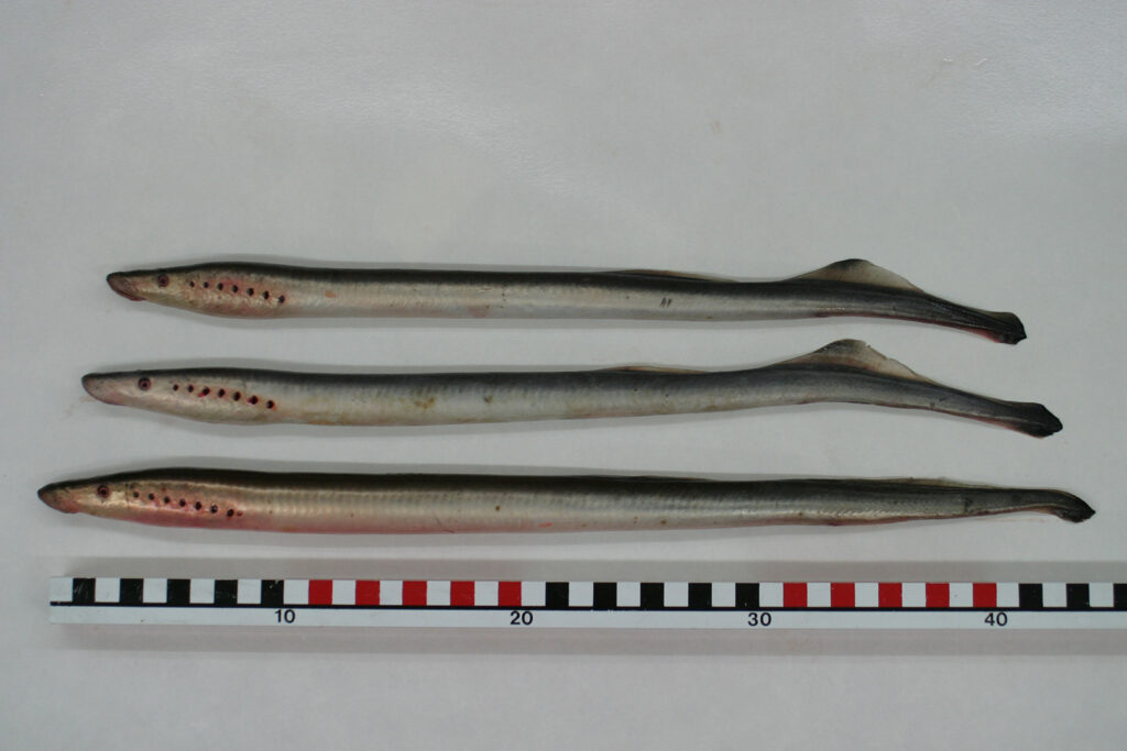 Three small lamprey laying next to a ruler 
