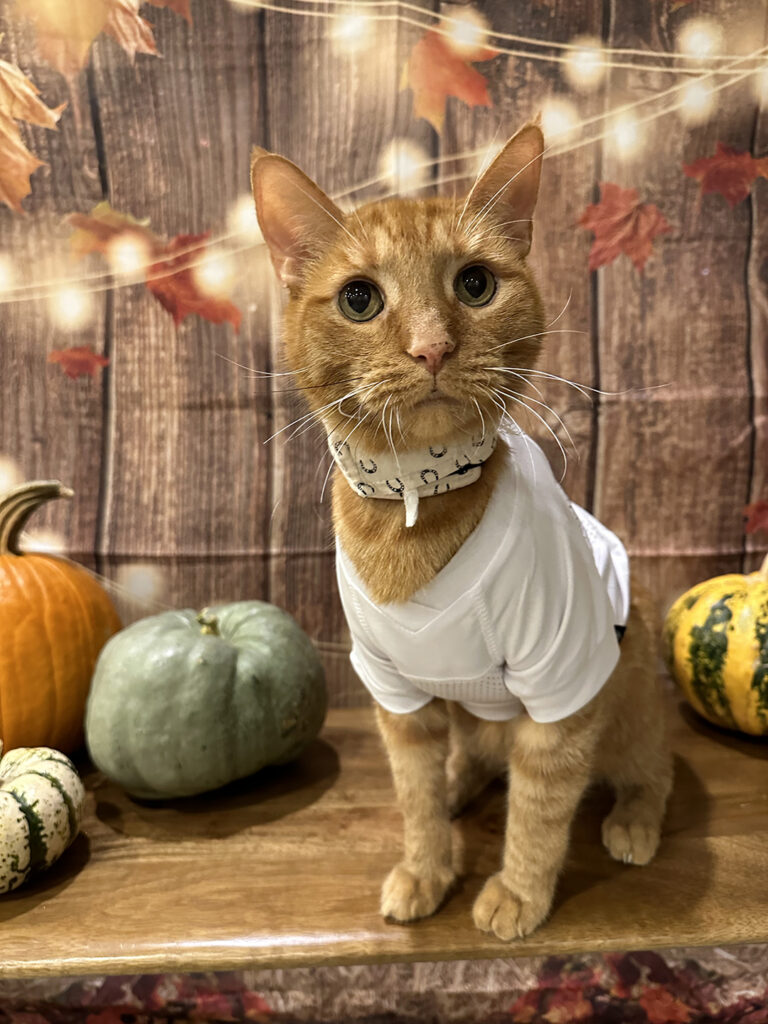 James dean the orange tabby cat in a white Texas A&M jersey in front of a fall-themed backdrop