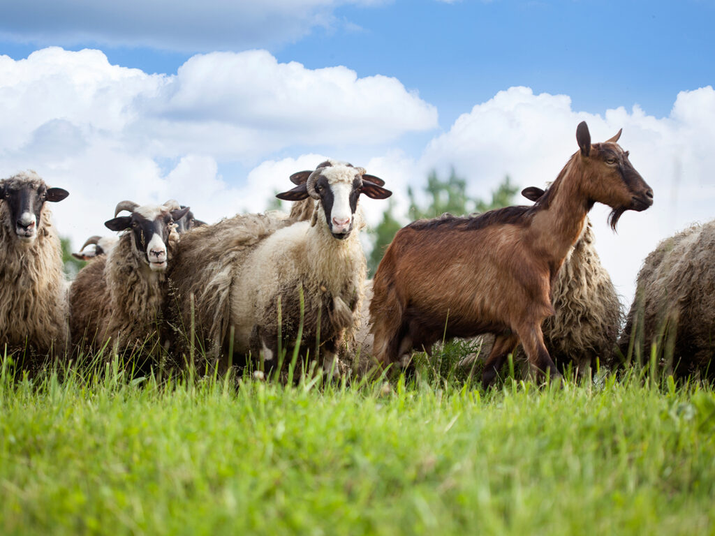 sheep and goats graze in meadow