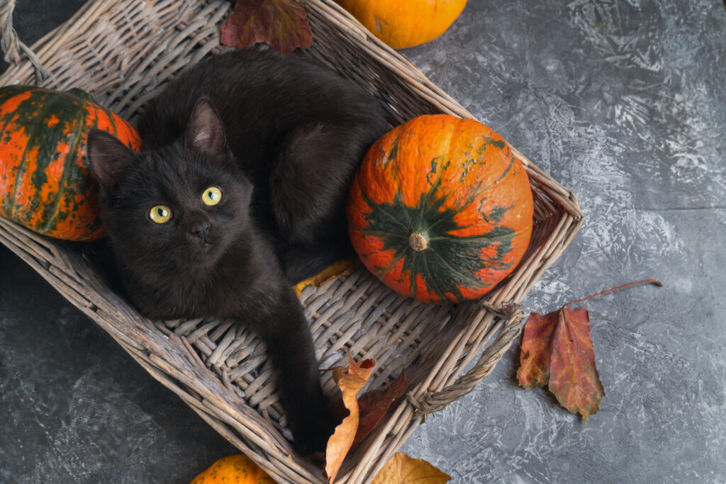 A black cat sitting in a basket of pumpkins.
