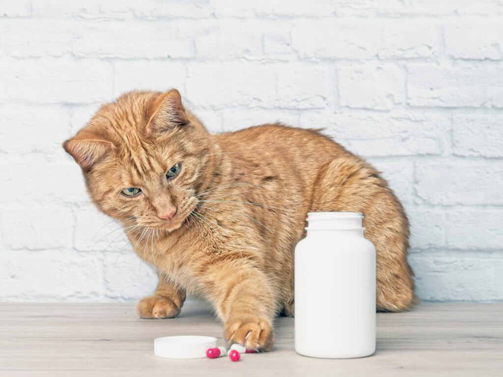 Cat curiously pawing at pills from a pill bottle.