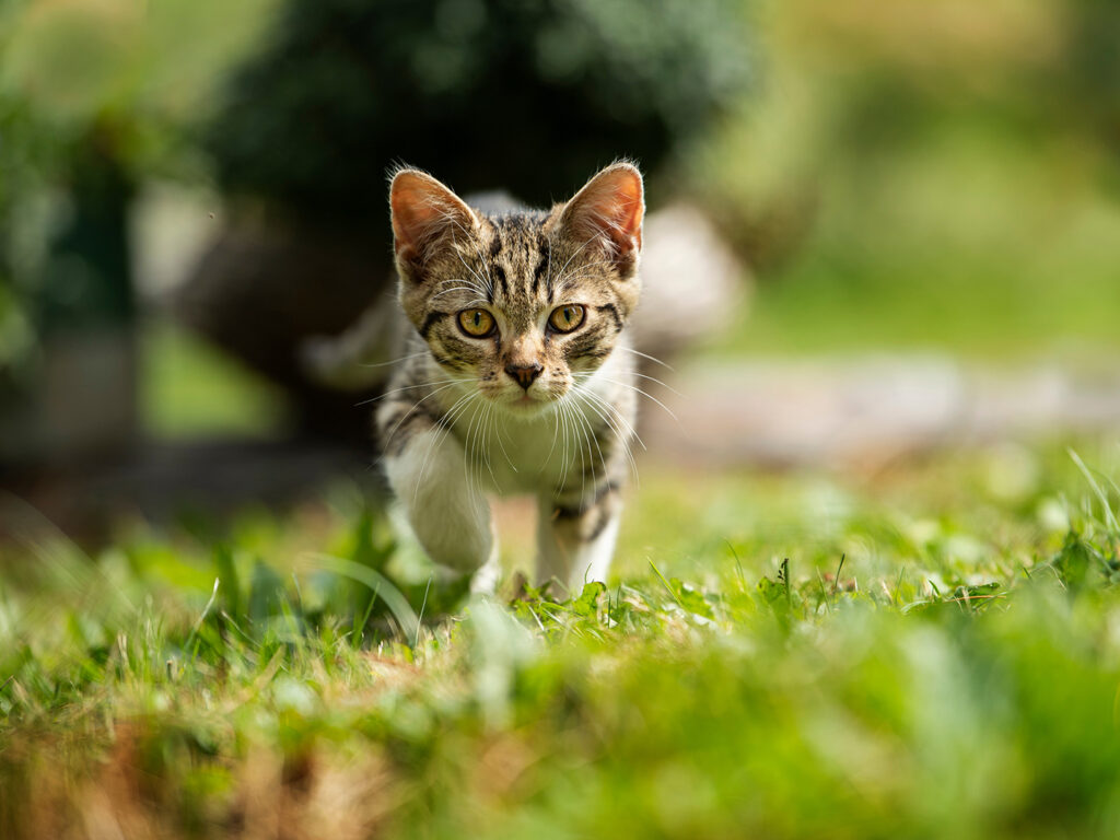 A tabby kitten stalking prey in a field