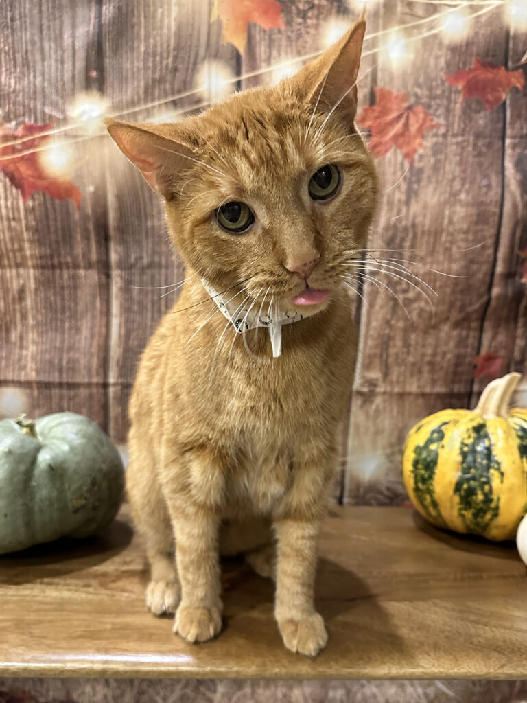 James dean the orange tabby cat sticking his tongue out at the camera