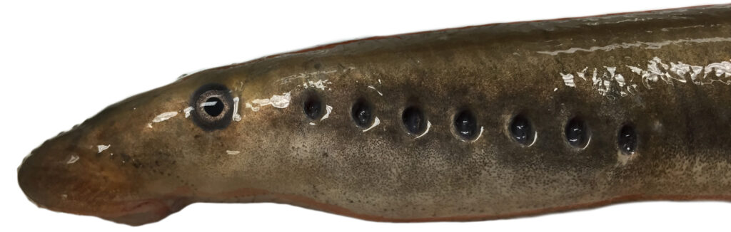 Close up of an Arctic lamprey from the mouth to the end of end of the row of seven gills.