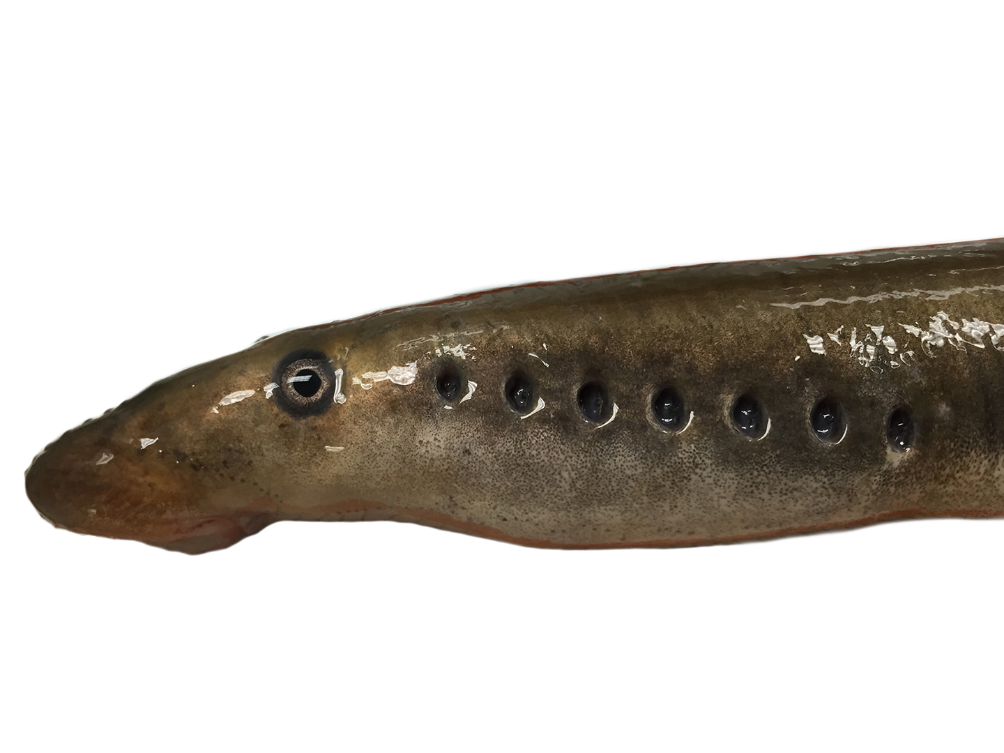 Close up of an Arctic lamprey from the mouth to the end of end of the row of seven gills.