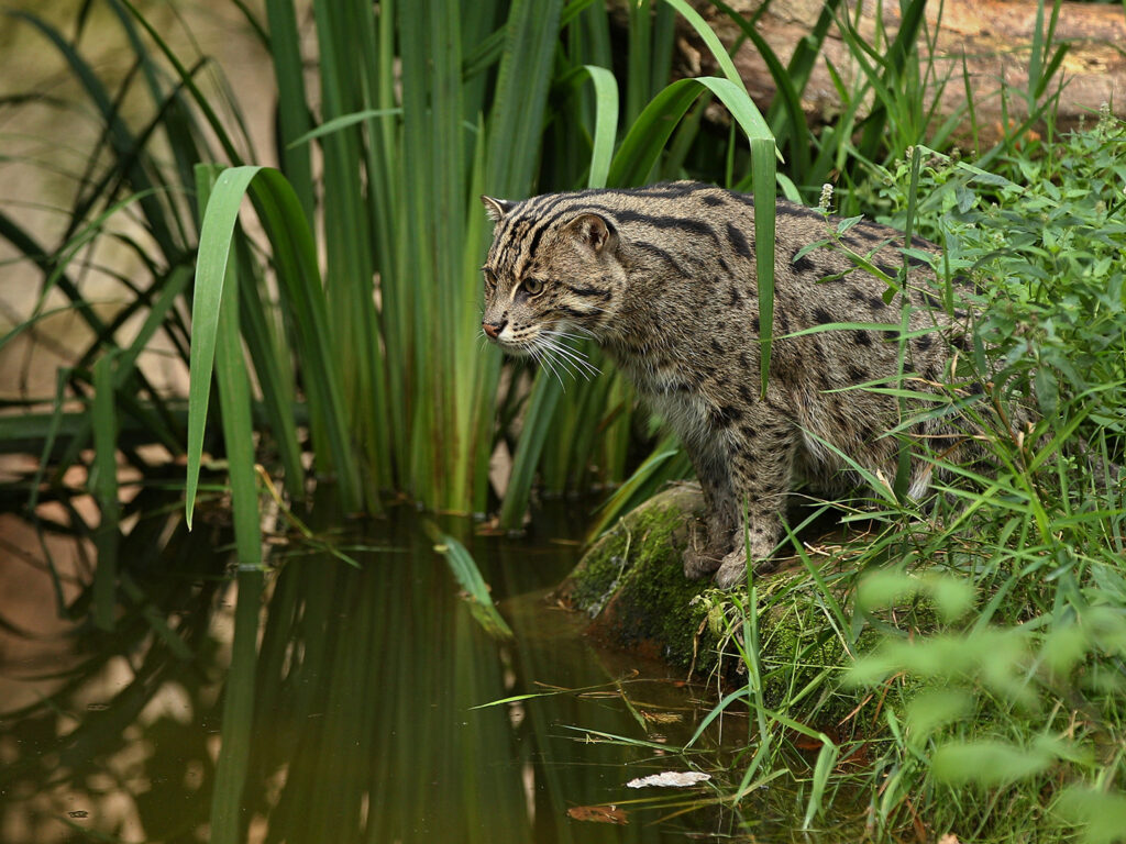 A fishing cat sitting by a pond