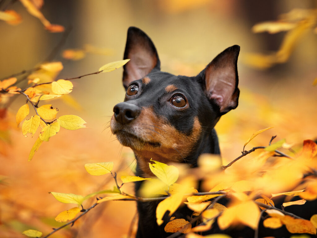 A mini doberman surrounded by fall leaves