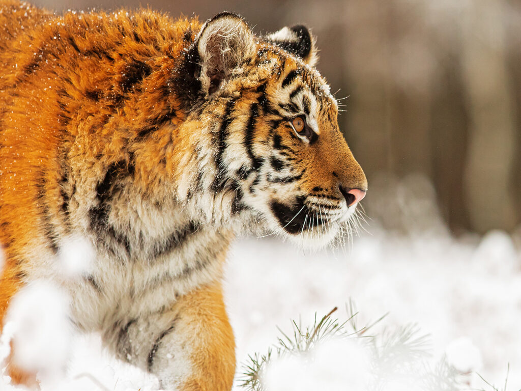 Siberian tiger (Panthera tigris tigris) close-up side view of the head