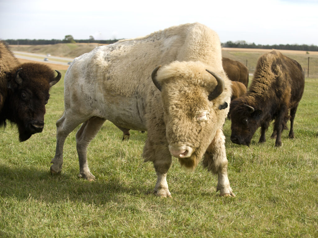 An albino bison in a field with a herd of normal brown bison
