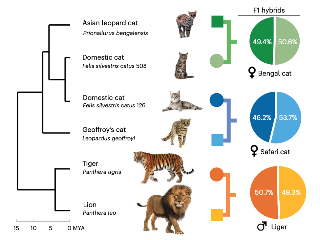 Graphic depicting how trio binning produces parent species genomes from F1 hybrids with an evolutionary timescale on the left