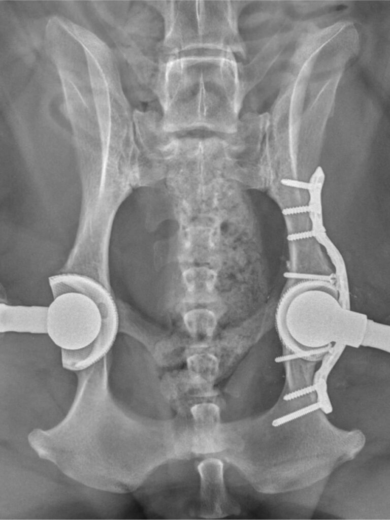 X-ray scan of a dog's hip replacements