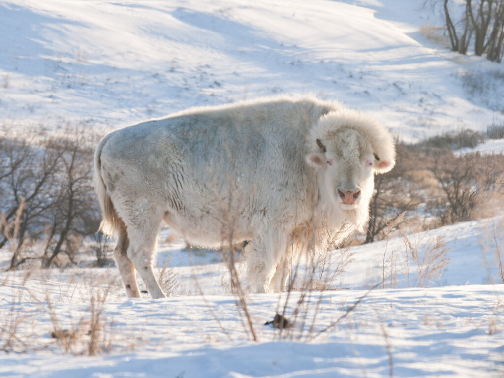 White Cloud, an albino bison in the snow