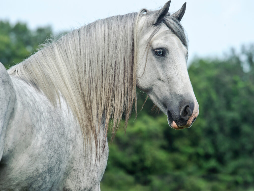 A grey horse