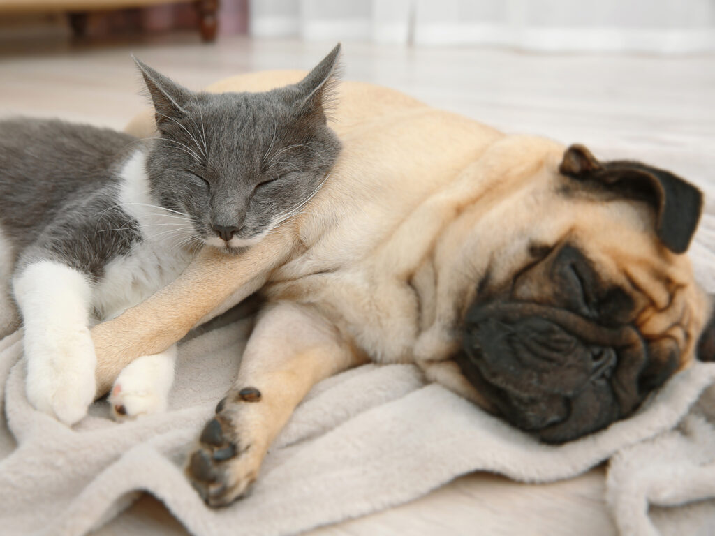 A grey cat and tan pug cuddling