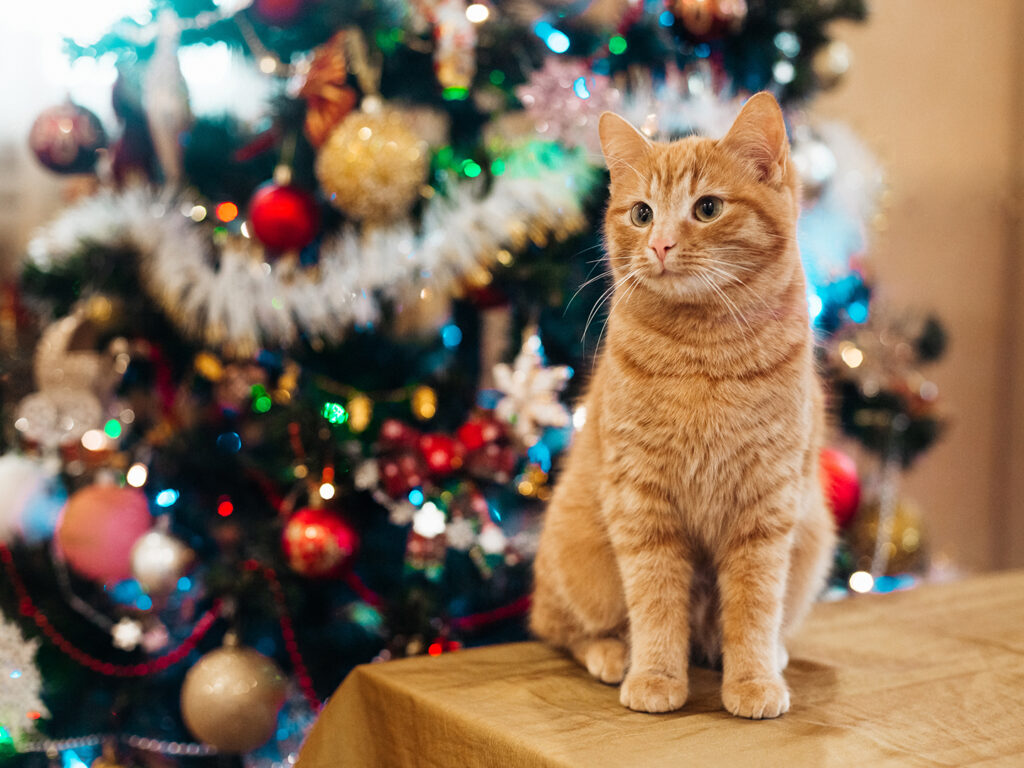 Orange tabby cat sitting in front of a Christmas tree